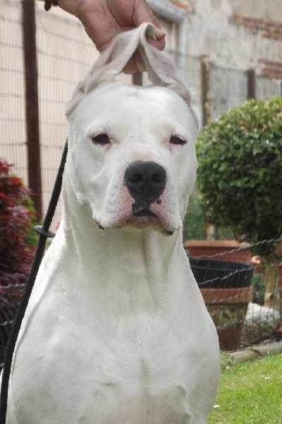 Divina vanda Cazador del Pampa