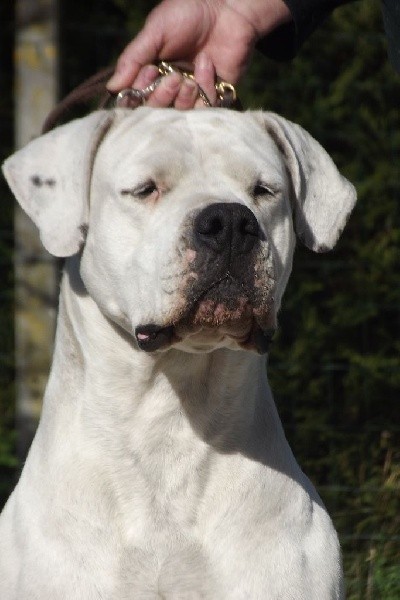 CH. Guénola caliente de l'Etoile de Cernay